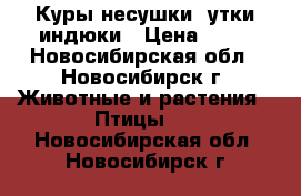 Куры несушки ,утки,индюки › Цена ­ 50 - Новосибирская обл., Новосибирск г. Животные и растения » Птицы   . Новосибирская обл.,Новосибирск г.